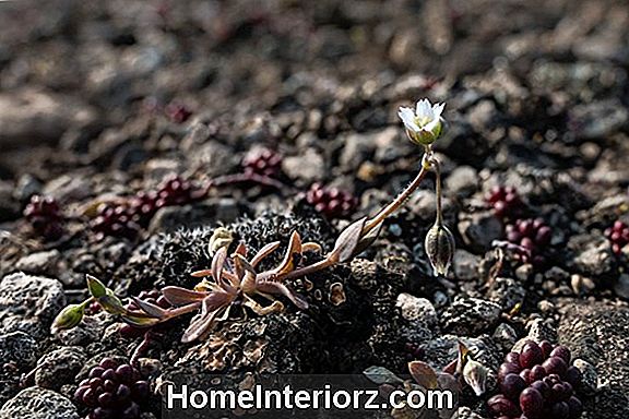 Växande Sedum Växter - Showy Stonecrop är en Easy Garden Standout