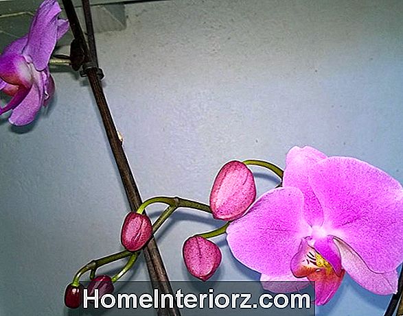 Hur bli av Orchid Scale