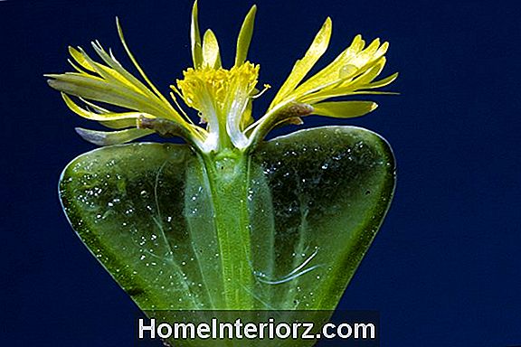 Hur man odlar spindelväxter (klorofytum)