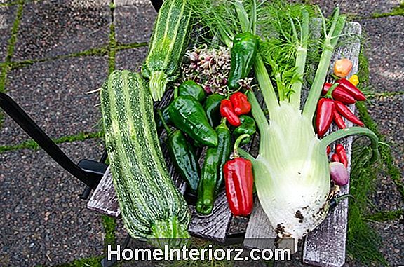 Plantera en höst grönsaks trädgård