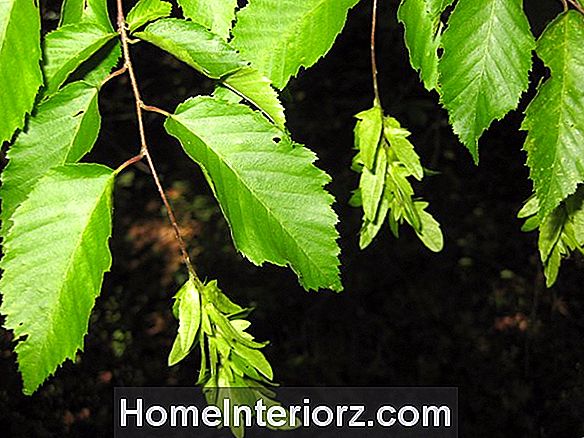 Amerikan Hornbeam Büyüyen - Carpinus caroliniana